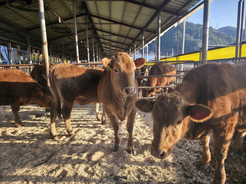 무주 한우 전국 최고 수준 품질 입증